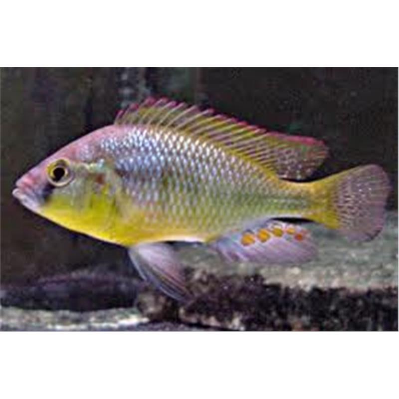 Astatotilapia burtoni 4.5-5 cm - imagine 5